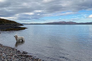 A dog playing in the water with hills in the distance