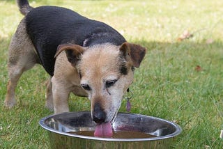 Does Your Dog Have a Drinking Problem?