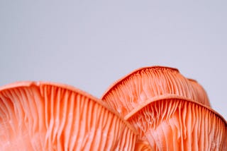 Photo by Bryony Elena of several orange mushroom gills