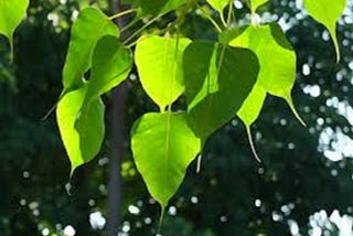 PEEPAL TREE — SO BENEFICIAL YET SUPERSTITIOUS