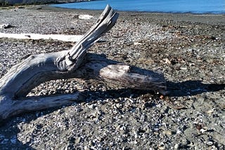 Wisdom of the ancient Sea dragon