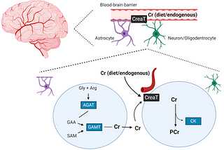 Day 65 of 100 Days Agentic Engineer Challenge: Creatine for Coders - Can It Boost Your Brainpower?