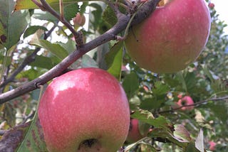 Autumn = Apple-Picking Time