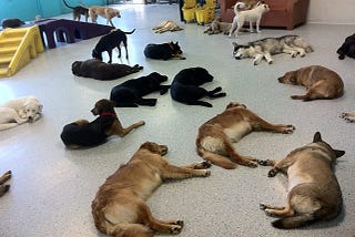 Dog Daycare in Tacoma, WA: Why Shaggy Shack Pet Resort in Spanaway is the Top Choice