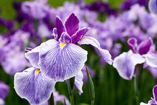 Model training for classifying varieties of irises.