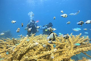 Experience Wonderful Scuba diving in Havelock Island