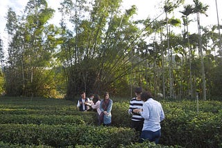 三峽茶產業訪調(2)：新世代茶農的故事