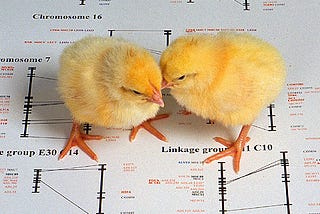 What is the Value Proposition of a Chicken?