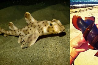 We Don’t Realize These as Eggs…