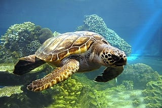 Turtle in Python