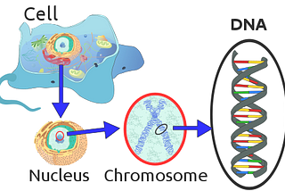 How is your DNA composed?