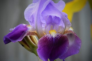 Lavender and purple iris up close with yellow iris and fence blurred out in the background.