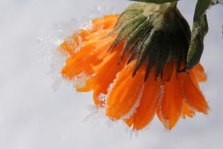 Marigold blossom with ice crystals against gray snow