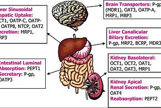 THE ROLE OF TRANSPORTERS IN DRUG THERAPY