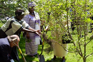 Images of Environmental Action — UN at 75