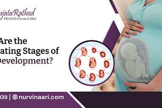 What Are The Fascinating Stages Of Fetal Development?