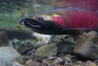 The New Sound of Salmon Recovery