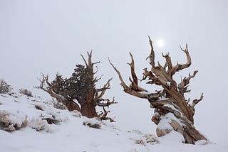 Day 23: Bristlecone Pine — Stumbling towards the world’s oldest tree