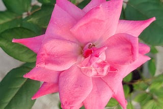 A pink rose.