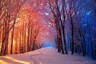 Gold and Blue, Casentinesi Forest, Italy