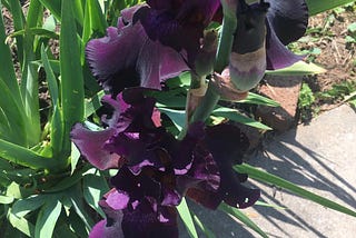Photo: Eleanor Roosevelt Black Iris in bloom.