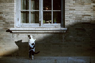 The Lost World of Curiosity