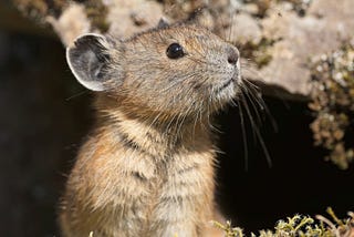 What’s at stake: How budget reductions impact fish, wildlife, and people