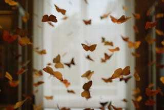 Inside the Butterfly House