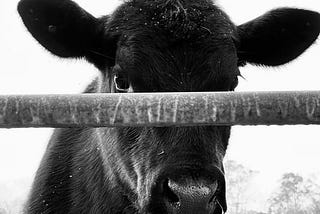 Finally, We Understand the Cow’s Pensive Mood (Spoiler: This is a Post about Ag Tech)
