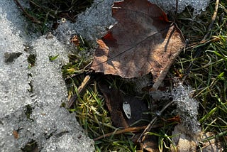 melting snow on grass with leaves