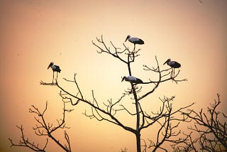 Tadoba Andhari Tiger Reserve: Also a Birder’s Paradise