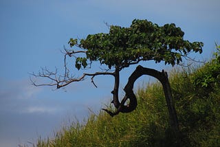 Paying Nature for its Trouble: Lessons from Costa Rica