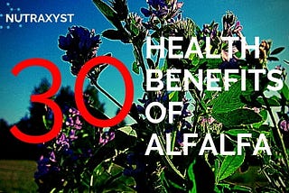 30 Health Benefits Of Alfalfa And Why Should You Care