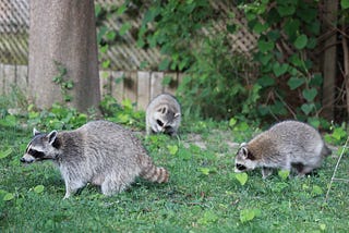 How do I get rid of raccoons living near my home?