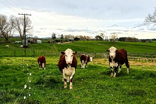 Fence jumping cattle!