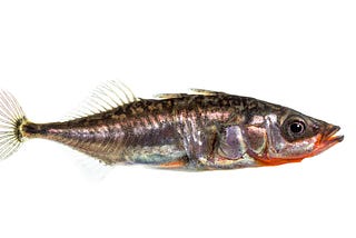 A gold, brown, and copper fish with spikes on its tail and back on a white background.