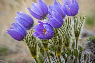 blue wild flower