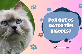 Por que os gatos têm bigodes?