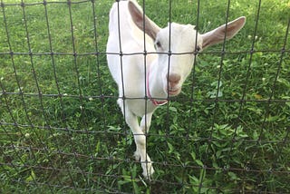 The Goats of Connemara