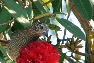 Wild Flower beneficial for heart