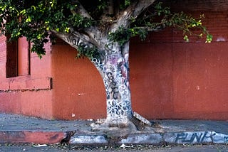 A Tree Grows in Boyle Heights