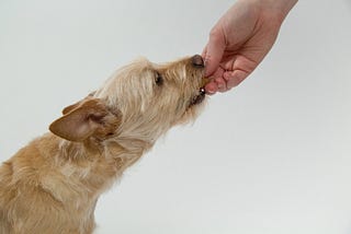 Using Food to Train Your Dog