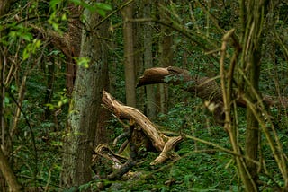 Finding beauty in “ugliness” shapes and artwork along with colour at Burntstump Park.