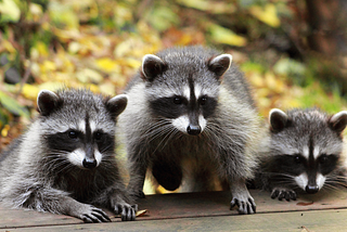 How to Keep Raccoons Out of Your Garden: Top Strategies for Success