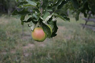 11 Anti-Low-Hanging-Fruit-Tipps für KMUs — KMU IT Spice