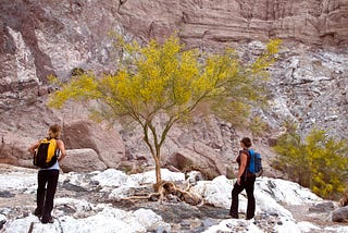 At the base of a cliff, two people look at a tree.