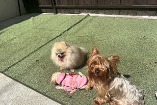 A Chance Encounter at the Dog Park
