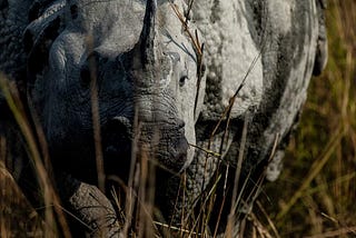 The Legacy and Future of Rhino Conservation in Assam