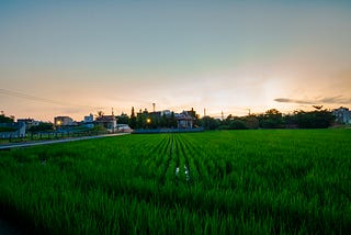 Rice Fields and Murky Identities