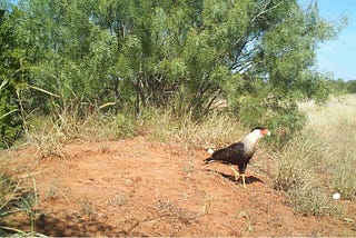 A Quail in the Bush is Worth More than in the Hand… or Talon